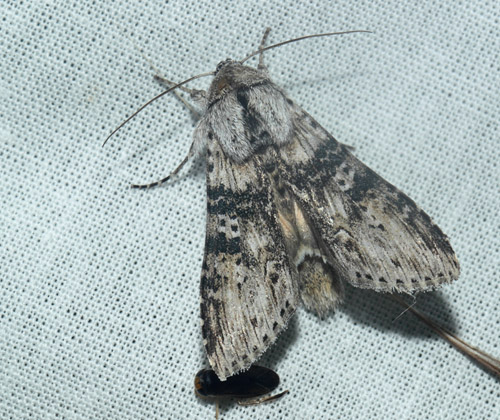 Bynke-Htteugle, Cucullia absinthii. Maglemose, Vedbk, Nordsjlland, Danmark d. 19 juli 2020. Fotograf; Lars Andersen