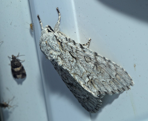 Ahornugle, Acronicta aceris. Maglemose, Vedbk, Nordsjlland d. 20 juli 2020. Fotograf; Lars Andersen