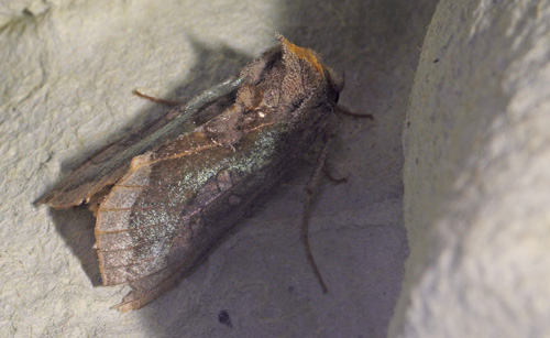 Kartoffelborer, Hydraecia micacea. Maglemose, Vedbæk, Nordsjælland d. 19 juli 2020. Fotograf; Lars Andersen