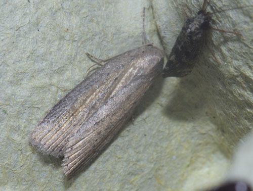 Rov-Mus, Chilodes maritima. Maglemose, Vedbæk, Nordsjælland d. 19 juli 2020. Fotograf; Lars Andersen