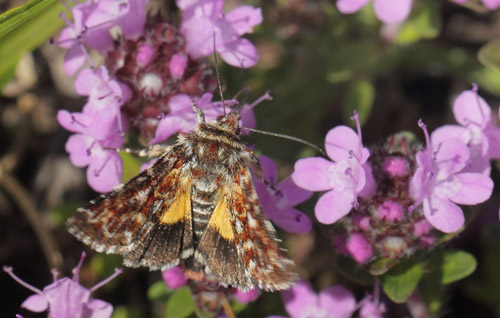 Hvidplettet Lyngugle, Anarta myrtilli. Heatherhill, Nordsjlland, Danmark d. 25 juli 2020. Fotograf; Lars Andersen