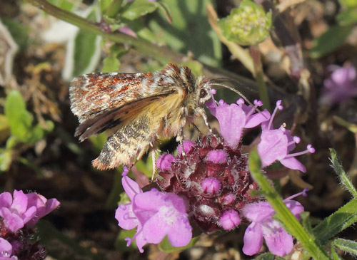 Hvidplettet Lyngugle, Anarta myrtilli. Heatherhill, Nordsjlland, Danmark d. 25 juli 2020. Fotograf; Lars Andersen