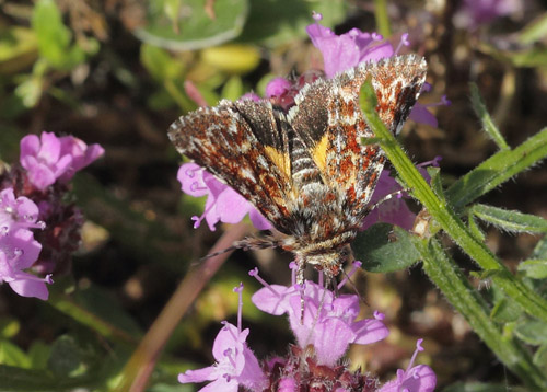 Hvidplettet Lyngugle, Anarta myrtilli. Heatherhill, Nordsjlland, Danmark d. 25 juli 2020. Fotograf; Lars Andersen