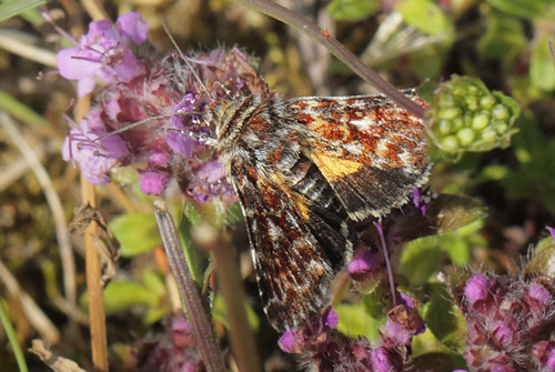 Hvidplettet Lyngugle, Anarta myrtilli. Heatherhill, Nordsjlland, Danmark d. 25 juli 2020. Fotograf; Lars Andersen