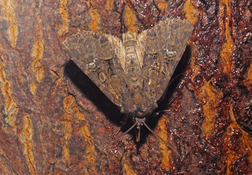 Hvidaksugle, Mesapamea secalis. Arrenakke, Nordsjælland, Danmark d. 28 juli 2020. Fotograf; Lars Andersen