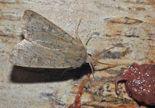 Gulmærket Glansugle, Xestia xanthographa. Arrenakke, Nordsjælland kl. 21:39 d. 4 september 2020. Fotograf; Lars Andersen