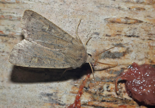 Gulmrket Glansugle, Xestia xanthographa.  Arrenakke, Nordsjlland kl. 21:39 d. 4 september 2020. Fotograf; Lars Andersen