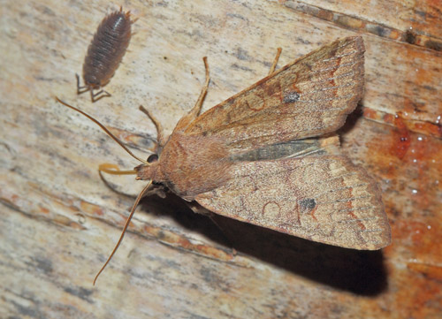 Cirkel-Jordfarveugle, Sunira circellaris. Arrenakke, Nordsjælland kl. 21:17 d. 4 september 2020. Fotograf; Lars Andersen
