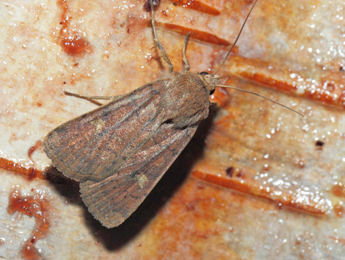 Gulmærket Glansugle, Xestia xanthographa. Arrenakke, Nordsjælland kl. 21:39 d. 4 september 2020. Fotograf; Lars Andersen
