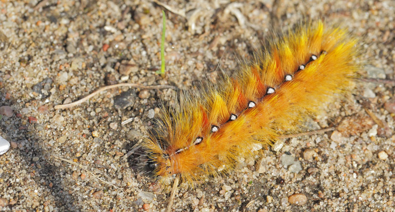 Ahornugle, Acronicta aceris. Melby Overdrev, Nordsjlland d. 5 september 2020. Fotograf; Lars Andersen