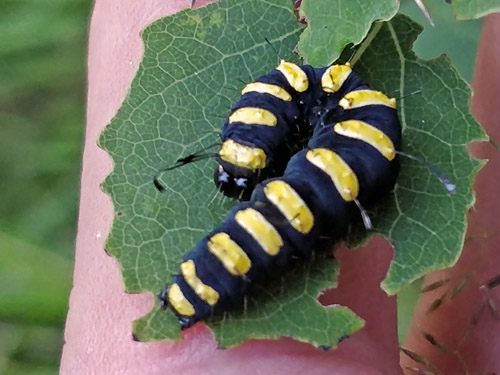 Klleugle, Acronicta alni larve. Pinseskoven, Amager, Danmark d. 11 juni 2020. Fotograf; Oskar Zytnik