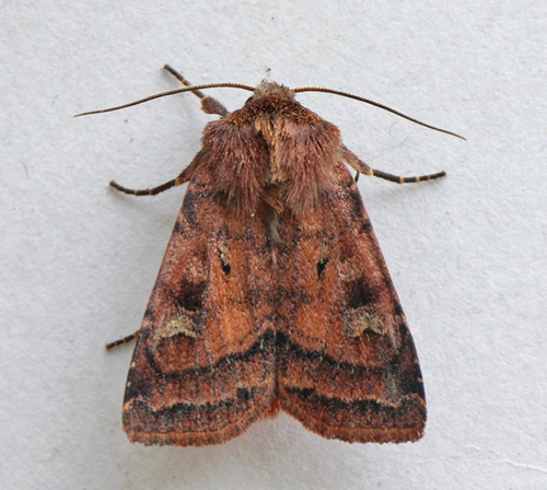 Brombærtiggerugle, Diarsia rubi. Gedser, Falster, Danmark d. 15 august 2020. Fotograf; Claus Grahndin