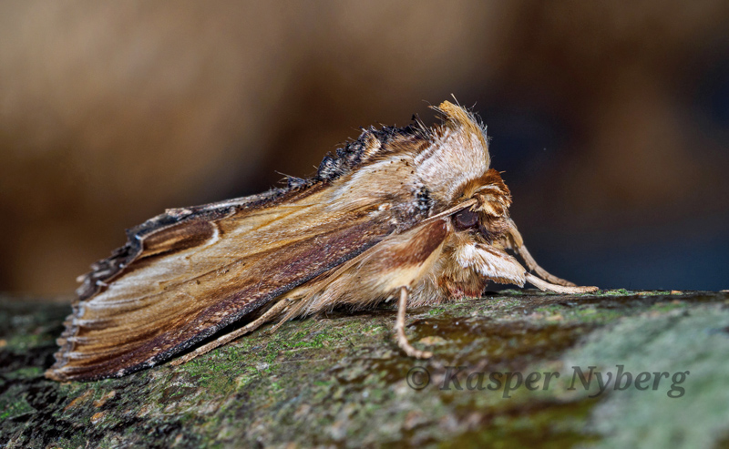 Filtbladet Kongelys-Htteugle, Shargacucullia verbasci. Imago fra larve Bornholm juni 2020. Fotograf; Kasper Nyberg