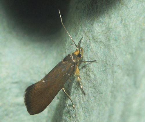 Crassa unitella. Prydvinger, Oecophoridae. Larven lever af svampe under barken p dd pretr. Maglemose, Vedbk, Nordsjlland d. 19 juli 2020. Fotograf; Lars Andersen