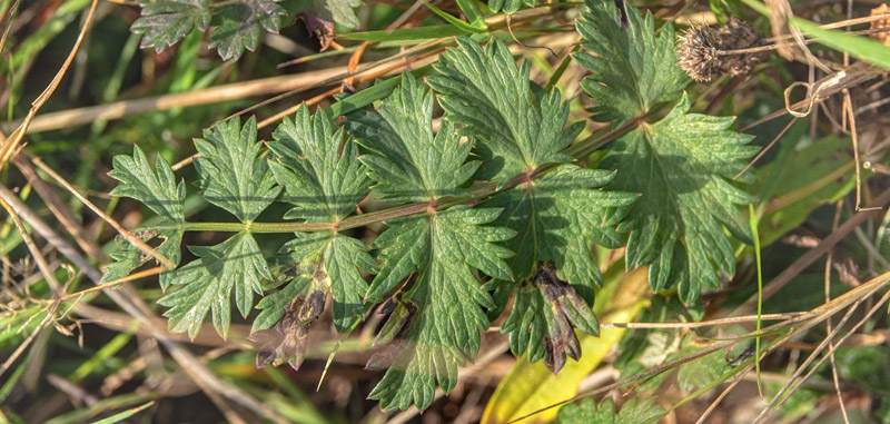 Almindelig Pimpinelle, Pimpinella saxifraga. Skovbakken, Skvinge,, Nordsjlland, Danmark d. 28 oktober 2020. Fotograf; Lars Andersen