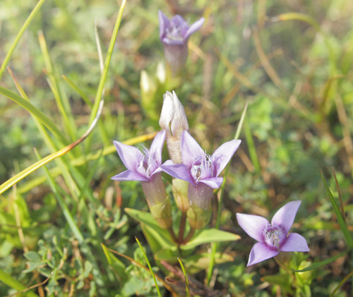 Baltisk Ensian, Gentianella baltica. Eskebjerg Vesterlyng, Nordvestsjlland  d. 15 september 2020. Fotograf; Lars Andersen