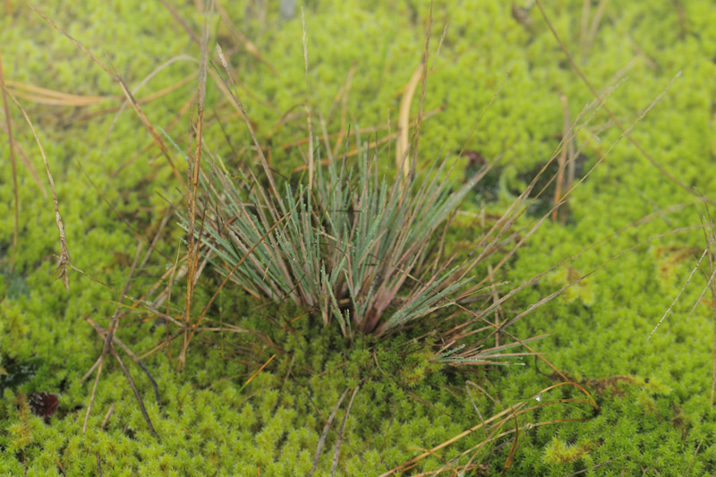 Sandskg, Corynephorus canescens. Melby Overdrev, Nordsjlland d. 18 november 2020. Fotograf; Lars Andersen