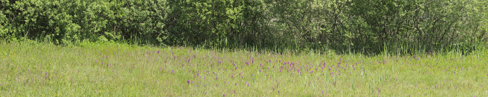 Mørk Pletvinge, Melitaea diamina han oog parring. Nordsjælland, Danmark d. 3 juni 2020. Fotograf; Lars Andersen