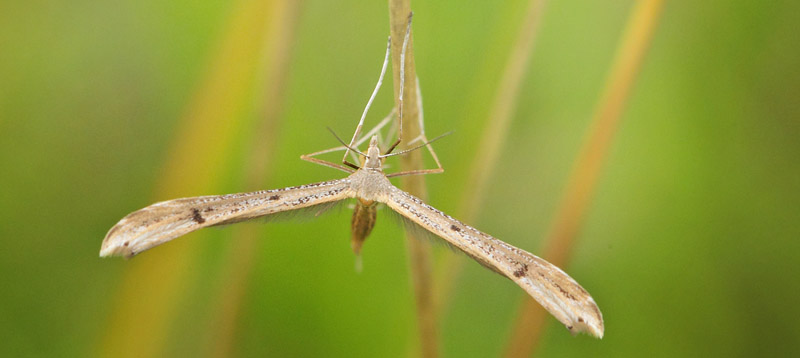 Djævelsbidfjermøl, Stenoptilia bipunctidactyla. Hønning Hede, Sønderjylland d. 16 juli 2020. Fotograf; Lars Andersen