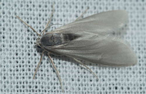 Vandml, Acentria ephemerella. Maglemose, Vedbk d. 19 juli 2020. Fotograf; Lars Andersen