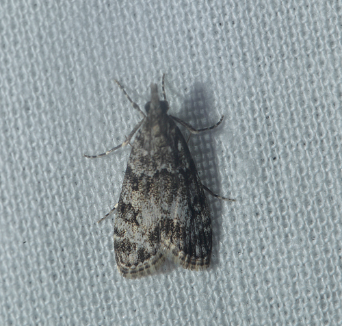 Scoparia basistrigalis. Maglemose, Vedbæk, Nordsjælland d. 19 juli 2020. Fotograf; Lars Andersen