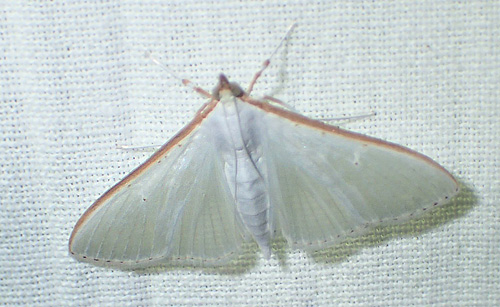 Hvidt Halvmøl, Palpita vitrealis. Ruds Vedby, Sydvestsjælland d. 8 august 2020. Fotograf; Tania Jensen