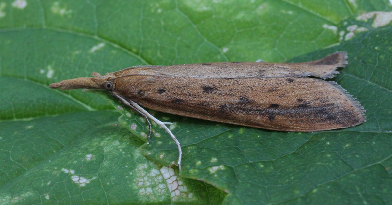 Stort Sødgræshalvmøl, Schoenobius gigantella. Gedser, Falster d. 25 juni 2020. Fotograf; Claus Grahndin