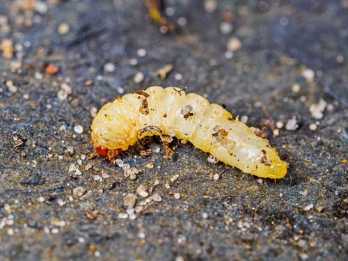 Engelskgræsglassværmer, Pyropteron muscaeformis. Flyvesandet, Fyn okt. 2019 og Melby Overdrev, Nordsjælland dec. 2020. Fotograf; Kasper Nyberg