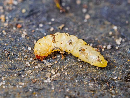 Engelskgrsglassvrmer, Pyropteron muscaeformis. Flyvesandet, Fyn okt. 2019 og Melby Overdrev, Nordsjlland dec. 2020. Fotograf; Kasper Nyberg