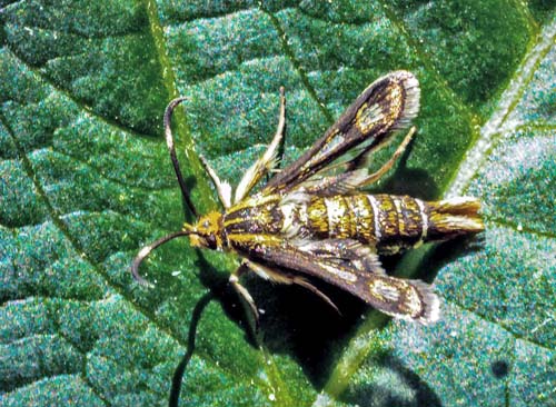 Engelskgræsglassværmer, Pyropteron muscaeformis. Flyvesandet, Fyn okt. 2019 og Melby Overdrev, Nordsjælland dec. 2020. Fotograf; Kasper Nyberg