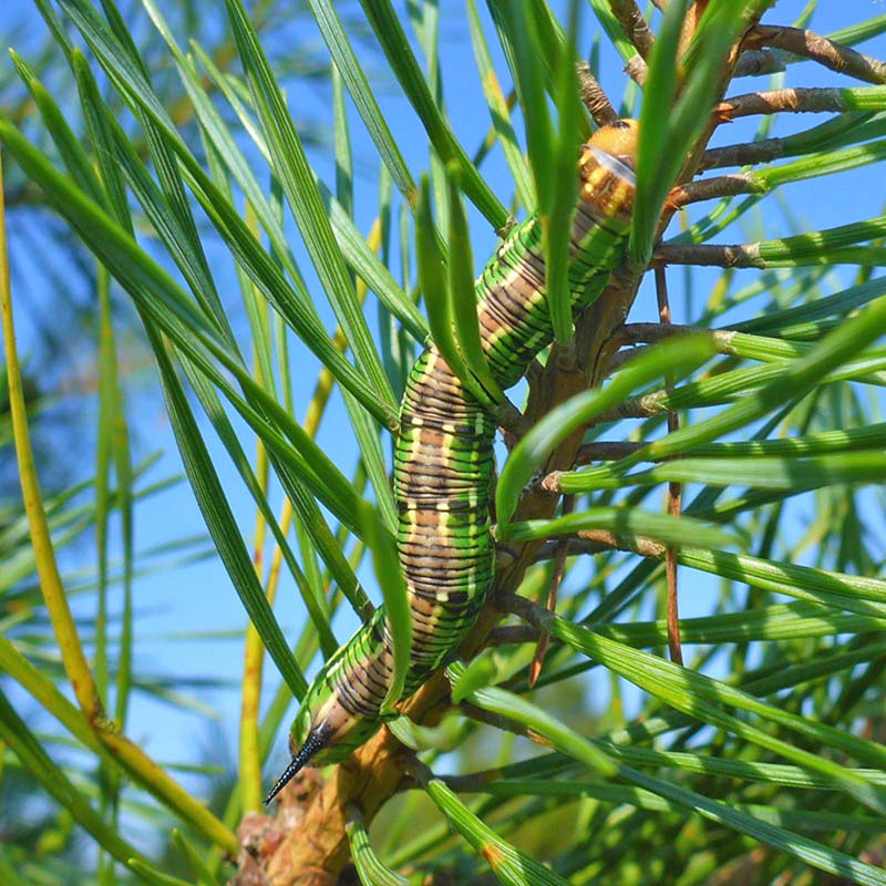 Fyrresvrmer, Sphinx pinastri larve. Vejlbo Mose, Silkeborg, Midtjylland d. 14. september 2020. Fotograf; Jeppe Lyngs