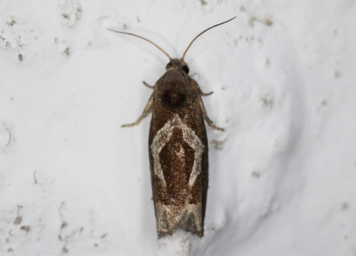 Grbynkegallevikler, Epiblema foenella. Gedser, Falster d. 2 august 2020. Fotograf; Claus Grahndin