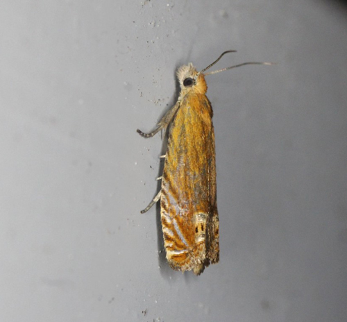 Perikonvikler, Lathronympha strigana. Gedser, Falster d. 17 juni 2020. Fotograf; Claus Grahndin