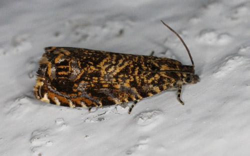 Barkvikler, Enarmonia formosana. Gedser, Falster d. 18 juni 2020. Fotograf; Claus Grahndin