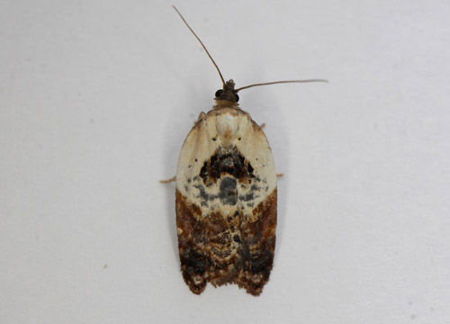 Hvidbroget Rosenvikler, Acleris variegana. Gedser, Falster d. 28 august 2020. Fotograf; Claus Grahndin