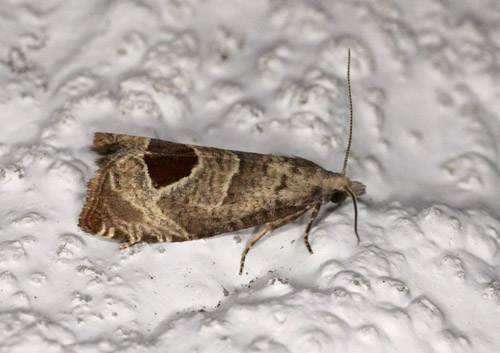 Brombrvikler, Notocelia uddmanniana. Gedser, Falster d. 23 juni 2020. Fotograf; Claus Grahndin