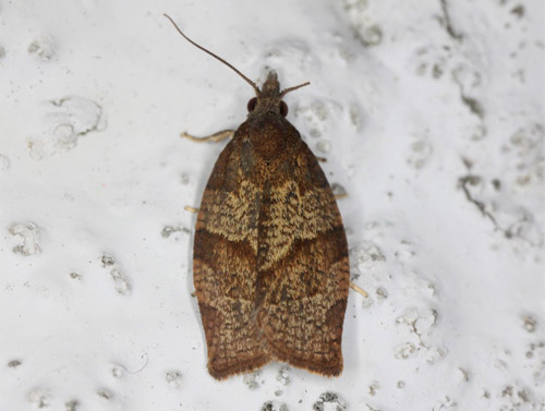 Chokoladebrun Frugtbladvikler, Pandemis heparana. Gedser, Falsterd d. 19 juli 2020. Fotograf; Claus Grahndin