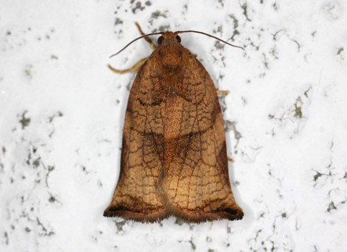 Frugttrsommervikler, Archips podana. Gedser, Falsterd d. 10 august 2020. Fotograf; Claus Grahndin