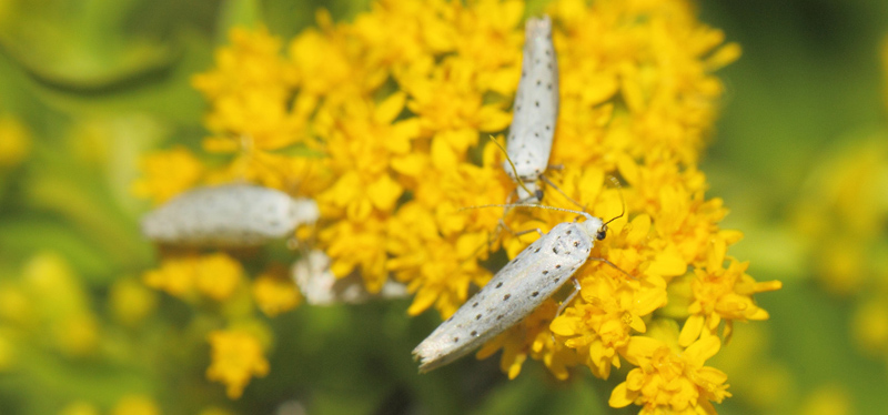 Rnnespindeml, Yponomeuta padella. Amager Flled, Amager d. 14 august 2020. Fotograf; Lars Andersen