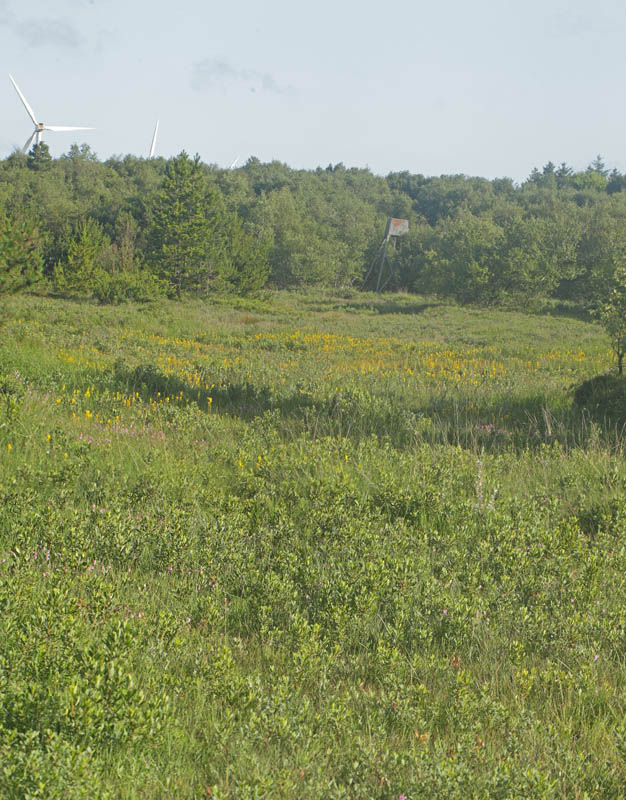 Rejsby Hedemose, Tnder, Snderjylland d 17 juli 2021. Fotograf; Lars Andersen