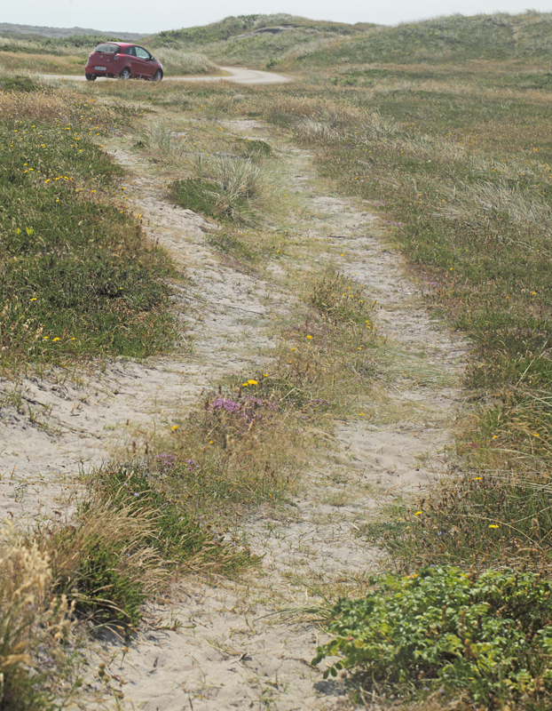 Klitperlemorsommerfugl, Fabriciana niobe lokalitet. Nymindegab, Vestjylland d. 17 juli 2021. Fotograf; Lars Andersen