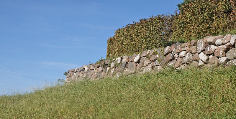 Vejrandje, Lasiommata megera. Ruts Kirke, Bornholm d. 9 oktober 2021. Fotograf; Lars Andersen