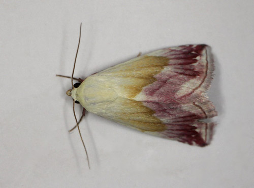 Praktmjölfly, Eublemma purpurina. Gedser, Falster d. 13 august 2021. Fotograf; Claus Grahndin