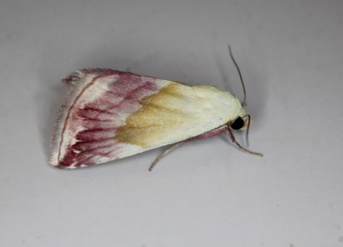 Praktmjölfly, Eublemma purpurina. Gedser, Falster d. 13 august 2021. Fotograf; Claus Grahndin