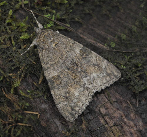 Rdt Ordensbnd, Catocala nupta, Catocala fraxini. . Rdbyhavn Rangerterrn, Lolland d. 29 august 2021. Fotograf; Lars Andersen