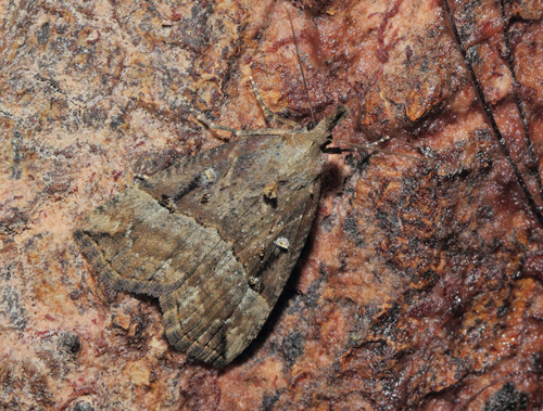 Humleugle, Hypena rostralis. Arenakke, Nordsjælland d. 4 september 2021. Fotograf; Lars Andersen