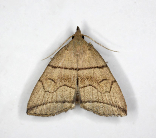 Gr Snudeugle, Herminia grisealis. Gedser, Falster d. 11 august 2021. Fotograf; Claus Grahndin