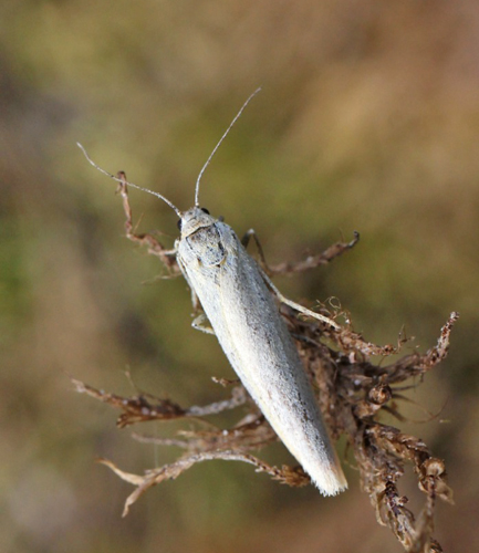 Lergul Lavspinder, Eilema lutarella. Rudolph Tegners Statuer, Nordsjælland d. 20 juli 2021. Fotograf; Claus Grahndin