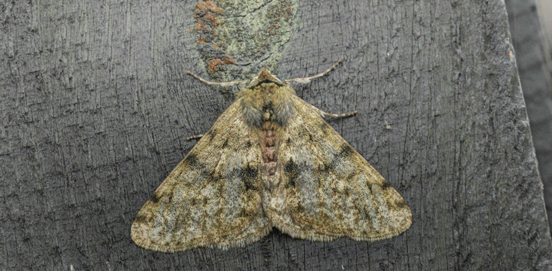 Fjermåler, Phigalia pilosaria. Arrenakke, Nordsjælland d. 3 marts 2021. Fotograf; Lars Andersen