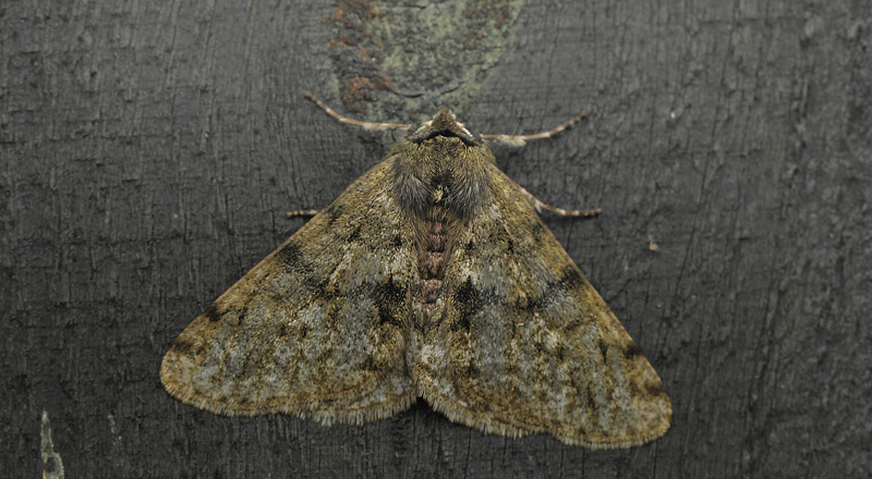Fjermåler, Phigalia pilosaria. Arrenakke, Nordsjælland d. 3 marts 2021. Fotograf; Lars Andersen